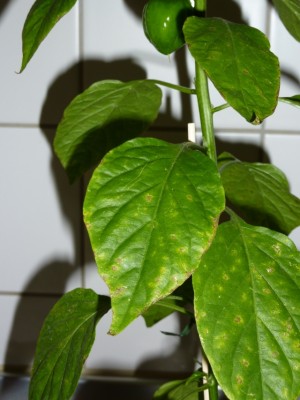 Habanero_02.jpg