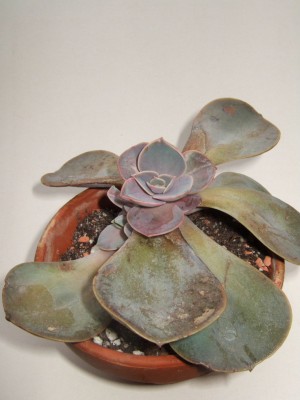 DSCF9818.JPG