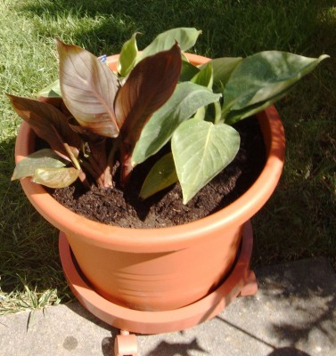 Canna_Kübel_0735.jpg
