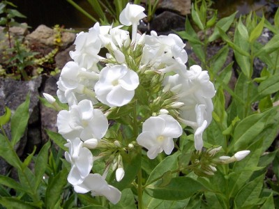 Flammenblume - Phlox.JPG