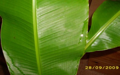 DSCI0017.JPG