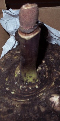2009-11-08 Pflanzen 012.jpg