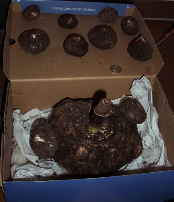 2009-11-08 Pflanzen 009.jpg