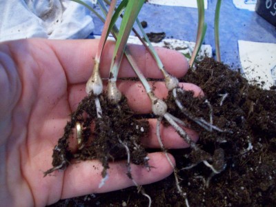 Amaryllis Sämlinge.jpg
