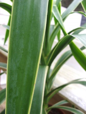 Yucca3.jpg