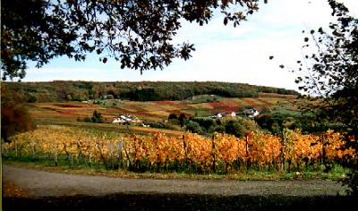 Herbstfärbung1.jpg