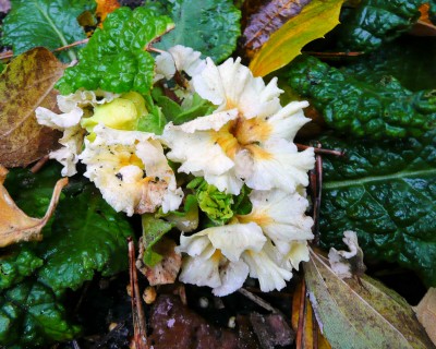 2009-11-09 025.jpg