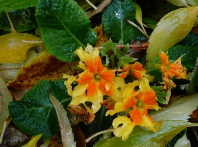 2009-11-09 016.jpg