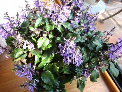 lamiacea_ca.jpg