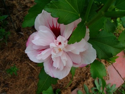 Roseneibisch - weiß - gefüllt.JPG