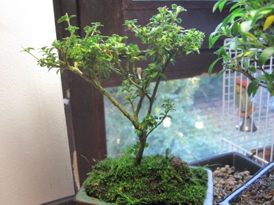 IMG_0629 kl.jpg