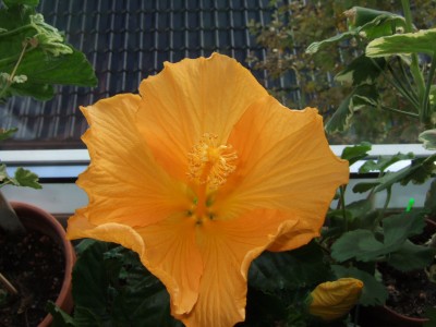 DSCF9497.JPG