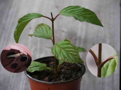 Viburnum_Duftschneeball.jpg