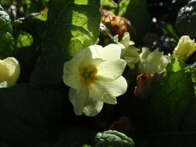 Primula 21.jpg