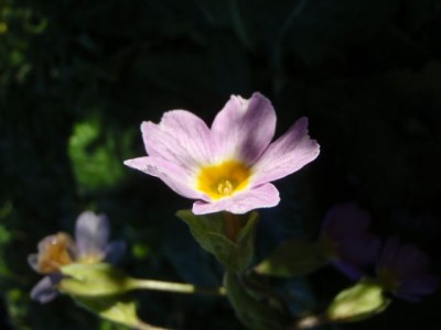 Primula1.jpg