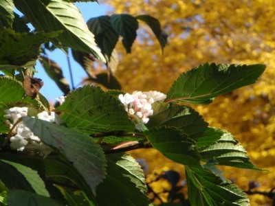 Viburnum mit herbstlaub1.jpg
