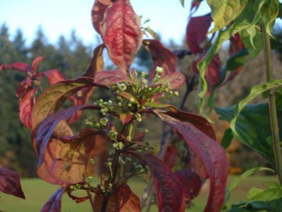 herbstlicher Euonymus mit Blüten 21.jpg