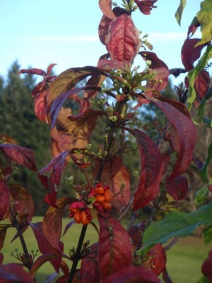 herbstlicher Euonymus mit Blüten1.jpg