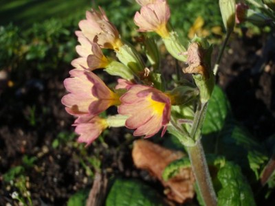 Primula elatior hybride1.jpg