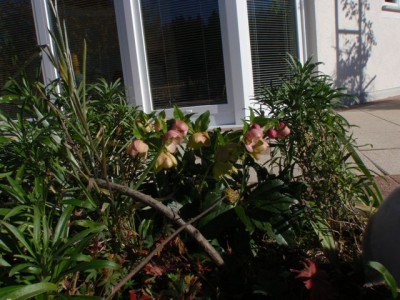 herbstliche Lenzrose1.jpg