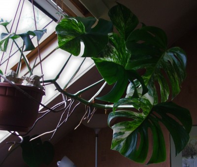 Monstera panaschiert.jpg