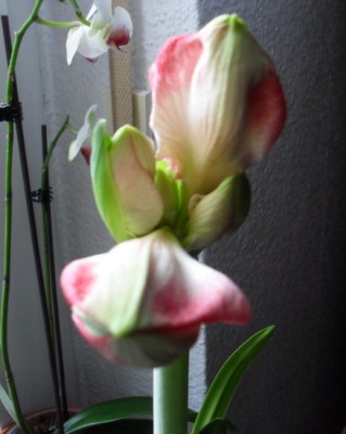 SDC11596_Bildgröße ändern.JPG