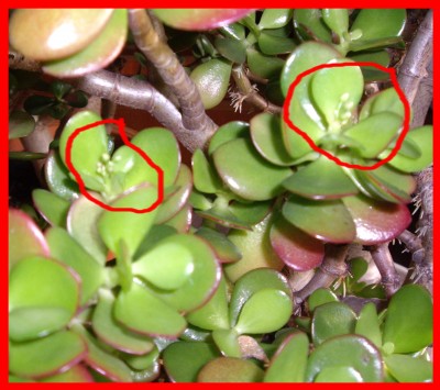 geldbaum bluetenansatz.jpg