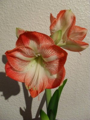 SDC11615_Bildgröße ändern.JPG