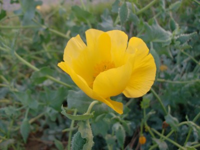 Glaucium flavum2.JPG
