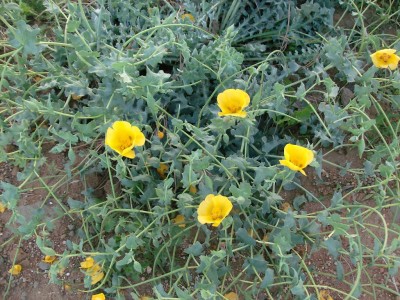 Glaucium flavum1.JPG