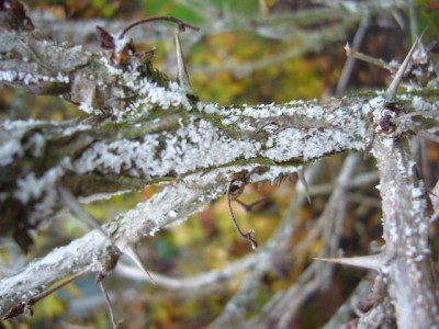 StachelbeerbäumchenI.jpg