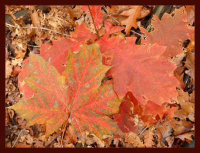 2009-11-13 064klein2.jpg