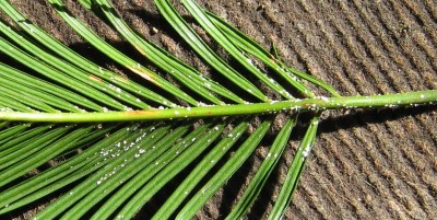 Cycas Schildläuse.jpg