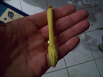 Knospe mollissima.jpg