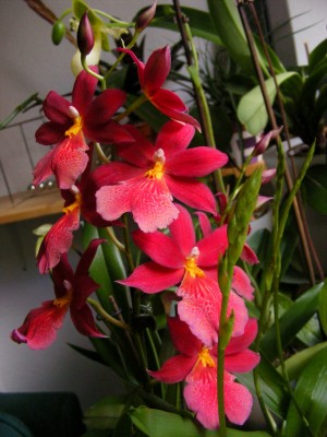DSCF6162.JPG