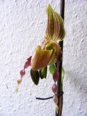 DSCF6156.JPG