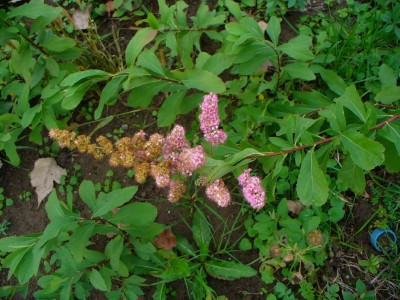 IMG_0005.jpg