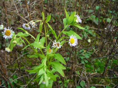 IMG_0003.jpg