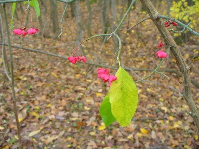 IMG_0002.jpg