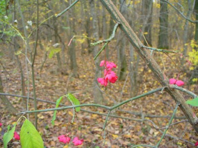 IMG_0001.jpg