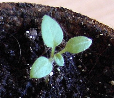 Physalis peruviana - Kapstachelbeere.JPG