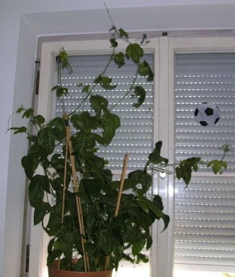 BILD0775.JPG