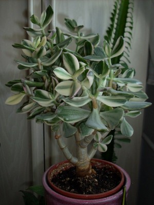 Crassula ovata variegata.JPG