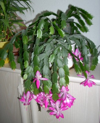 Schlumbergera truncata.jpg
