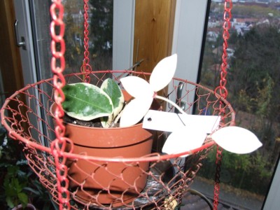 DSCF4596.JPG