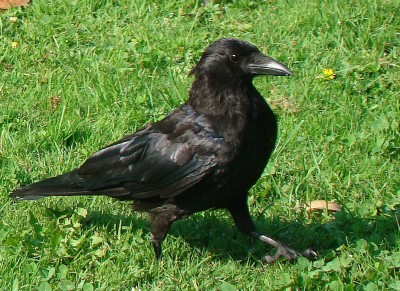 crow1.jpg