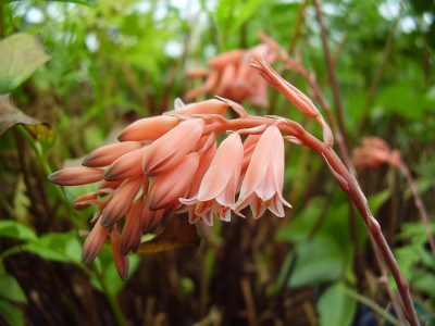 Aloe bellatula (7).JPG