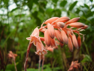 Aloe bellatula (6).JPG