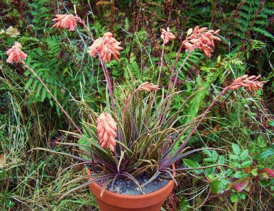Aloe bellatula (4).JPG