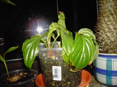 fledermausblume 151109_1.jpg